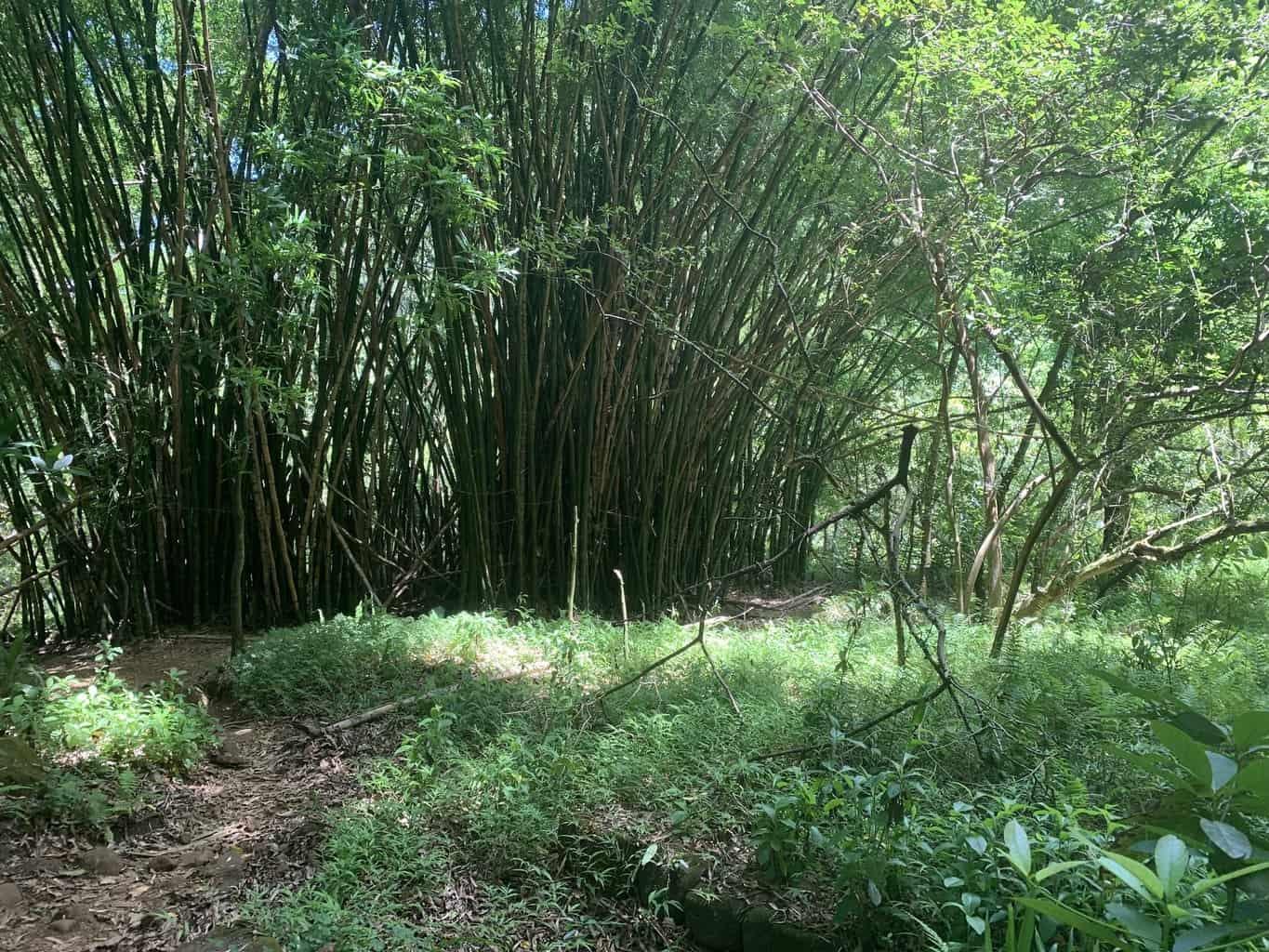 Hanakapiai Falls Trail