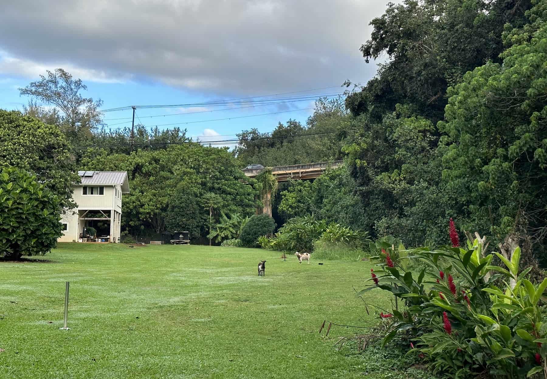 Kapaia Swinging Bridge