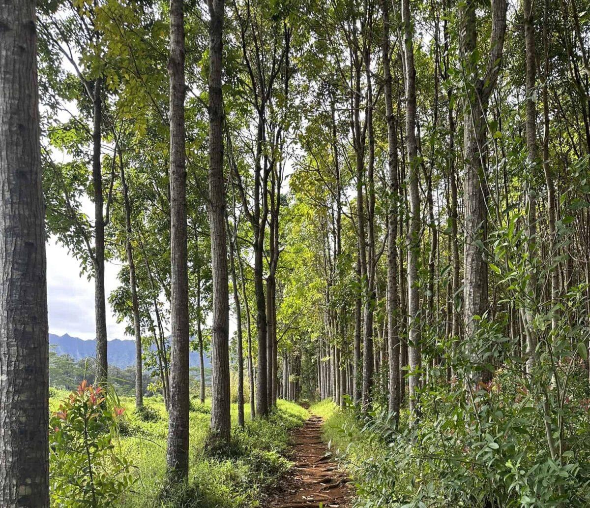 Rows of mahogany trees