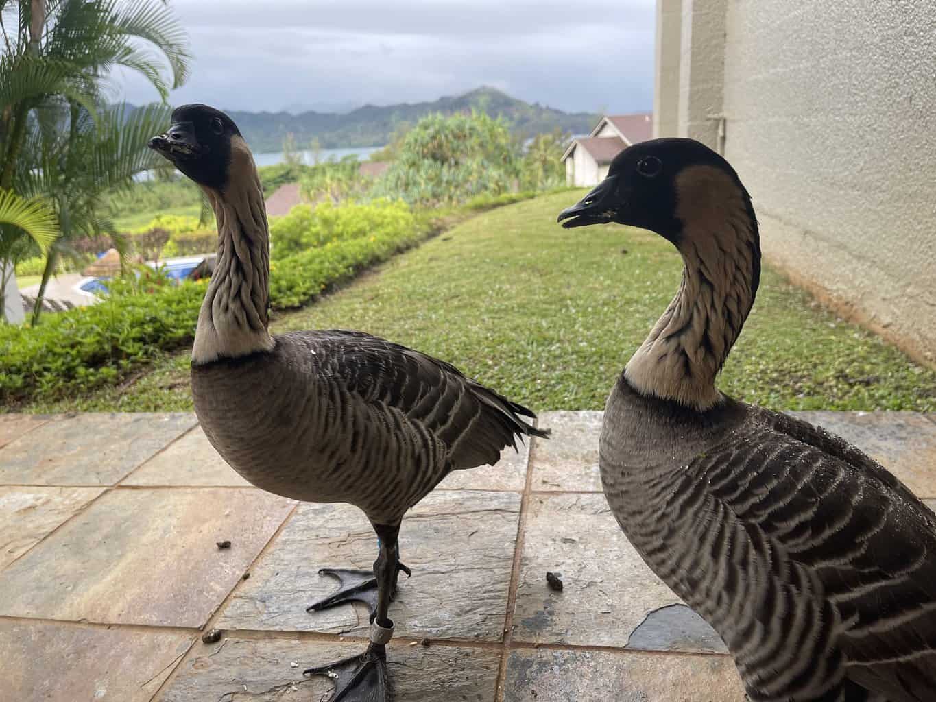 Nene Birds Kauai