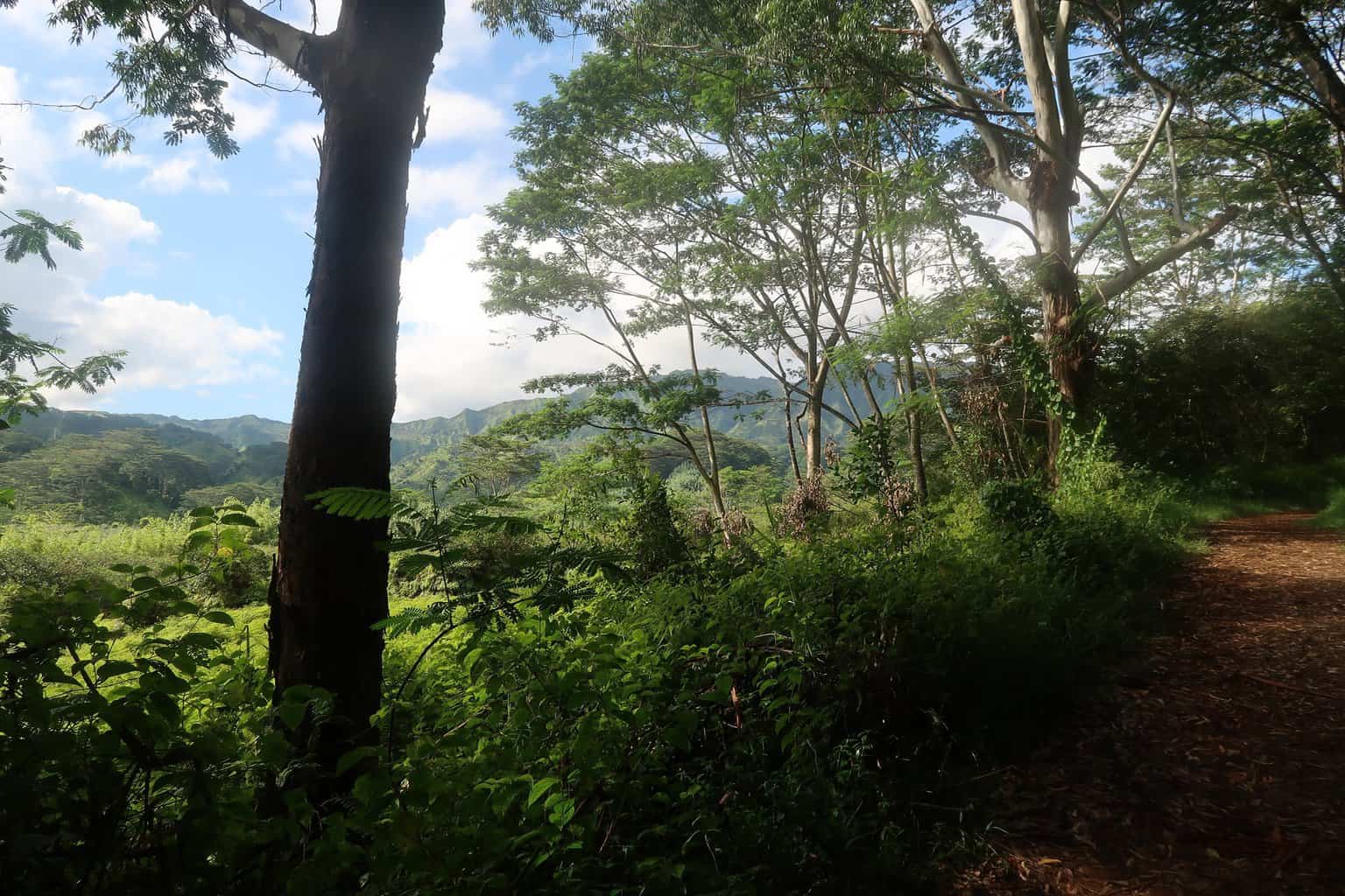 Kuilau Ridge Trail Kauai