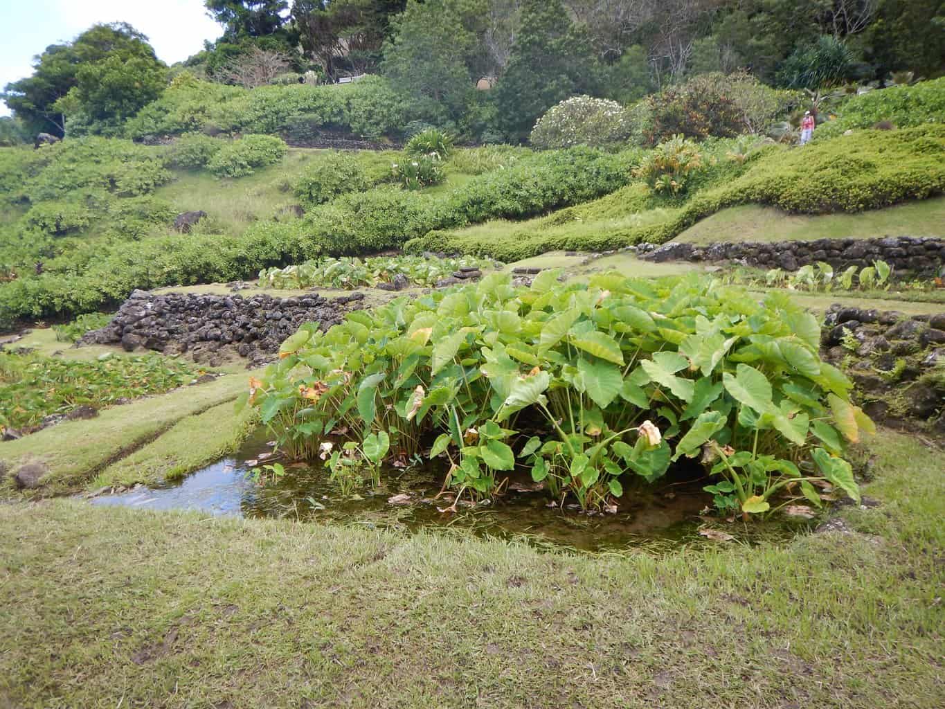 Limahuli Garden and Preserve Taro