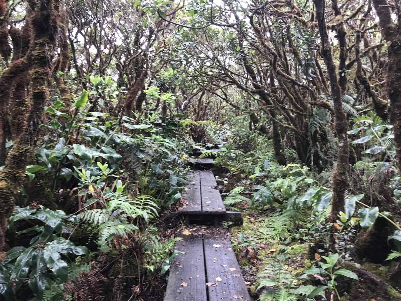 Alakai Swamp Trail