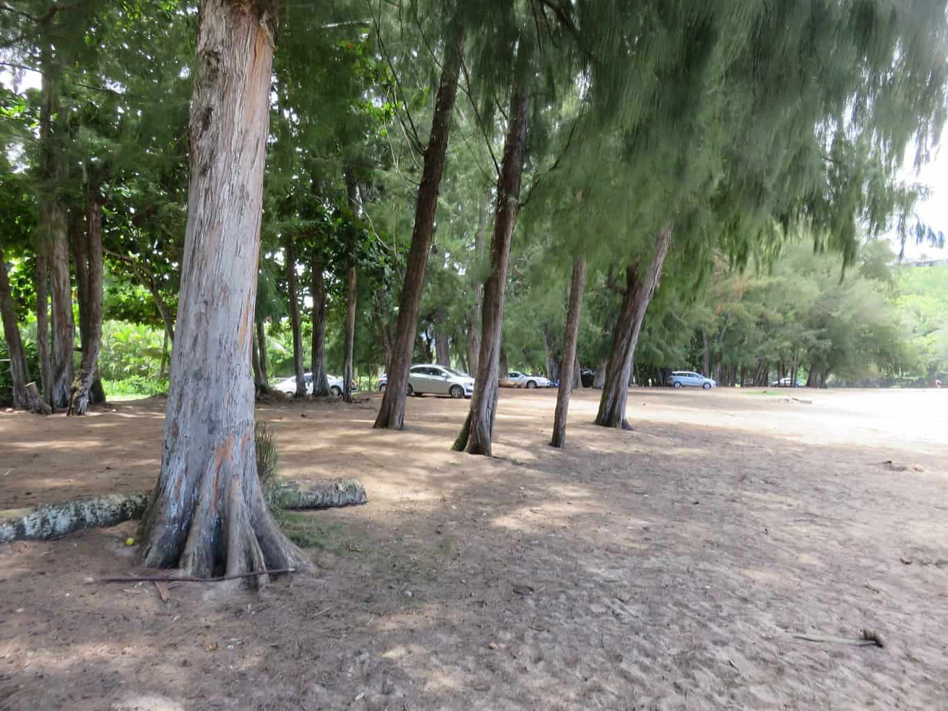 Trees near beach