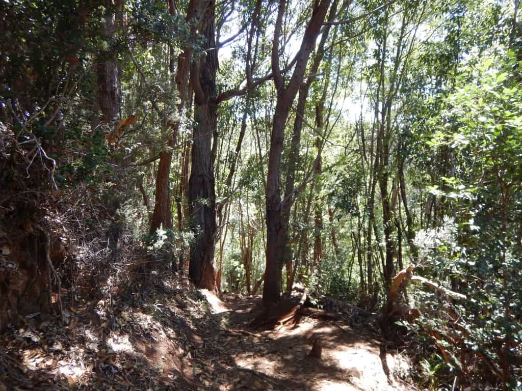 Cliff Trail Kauai