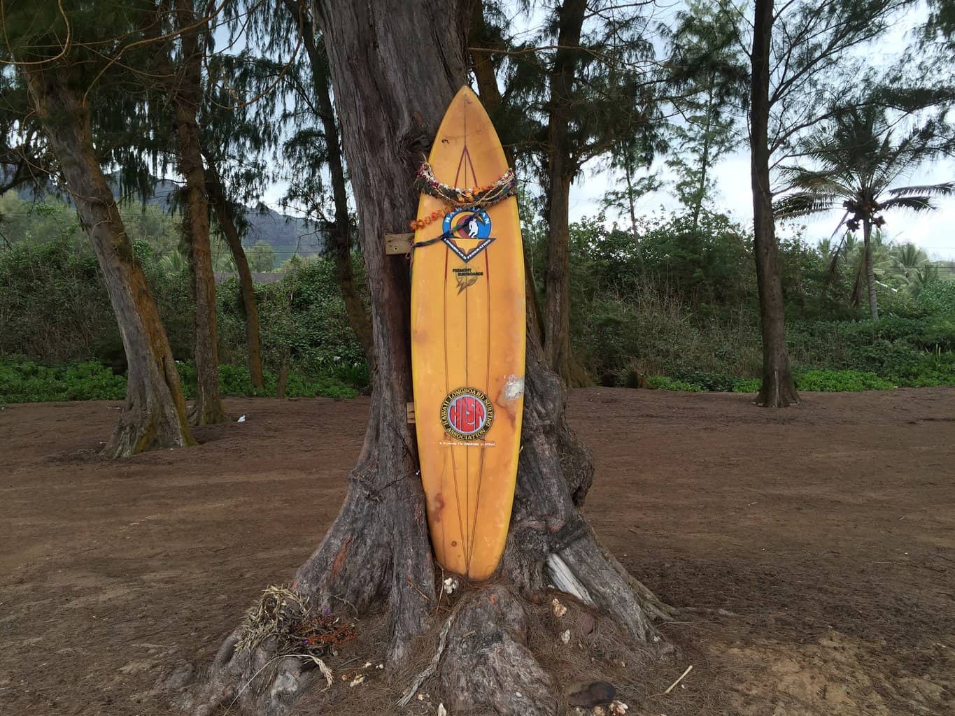 Surfboard tied to tree