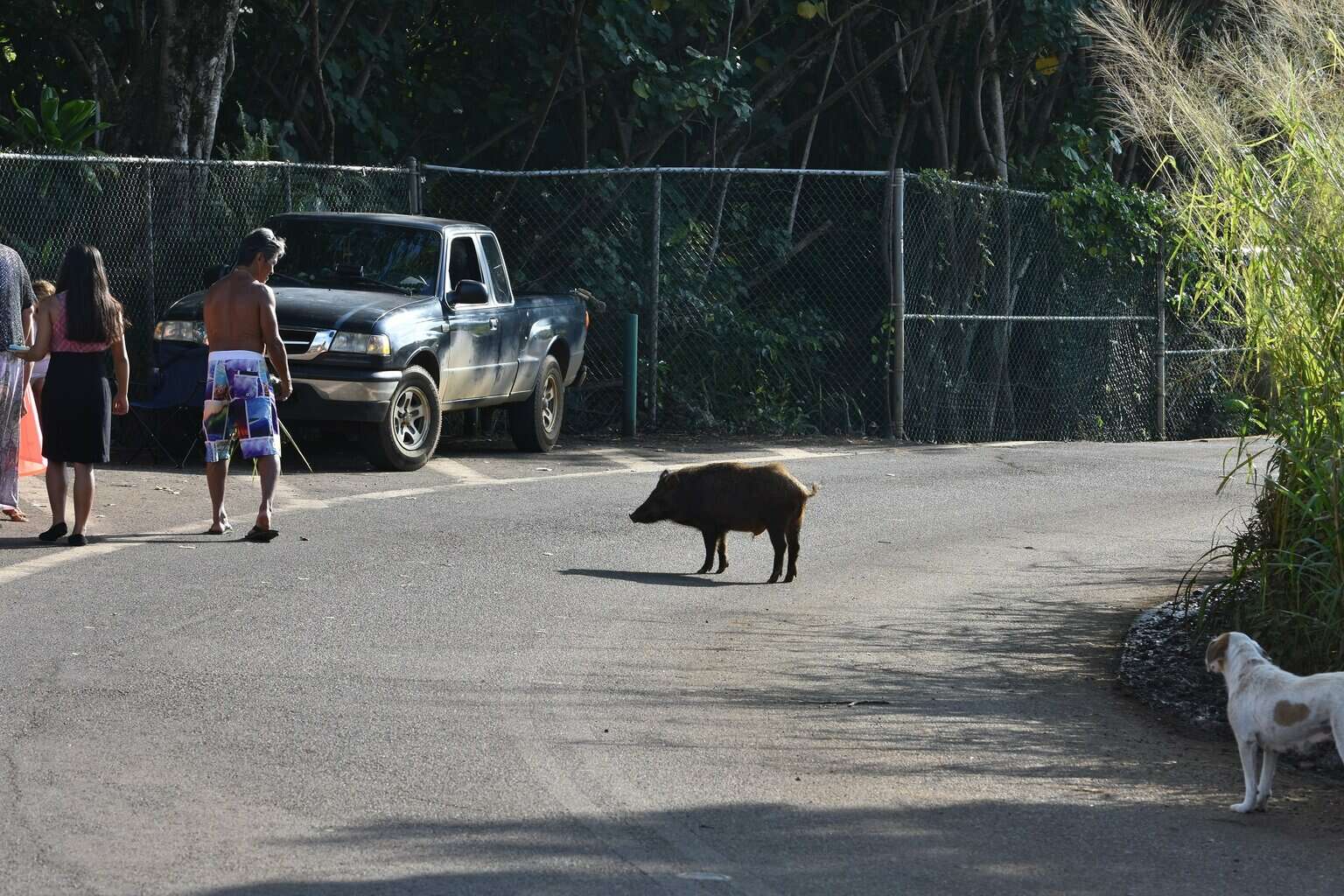 Wild Pig Kauai
