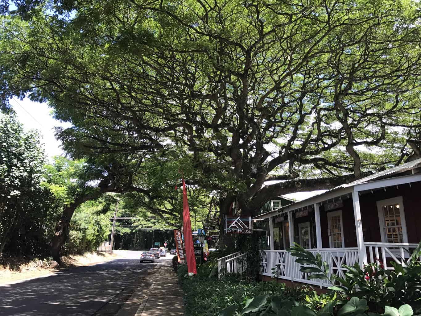 PHOTOS: Magnificent Monkeypod Tree in Old Koloa Town