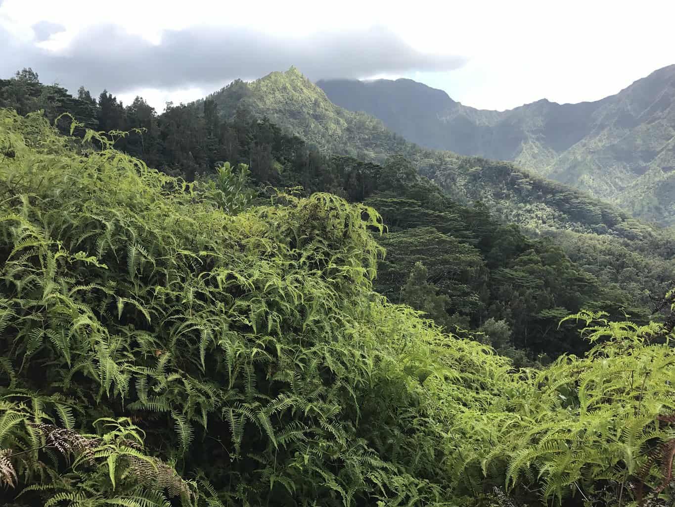 Hikers Rescued on Hanalei Mountain Trail