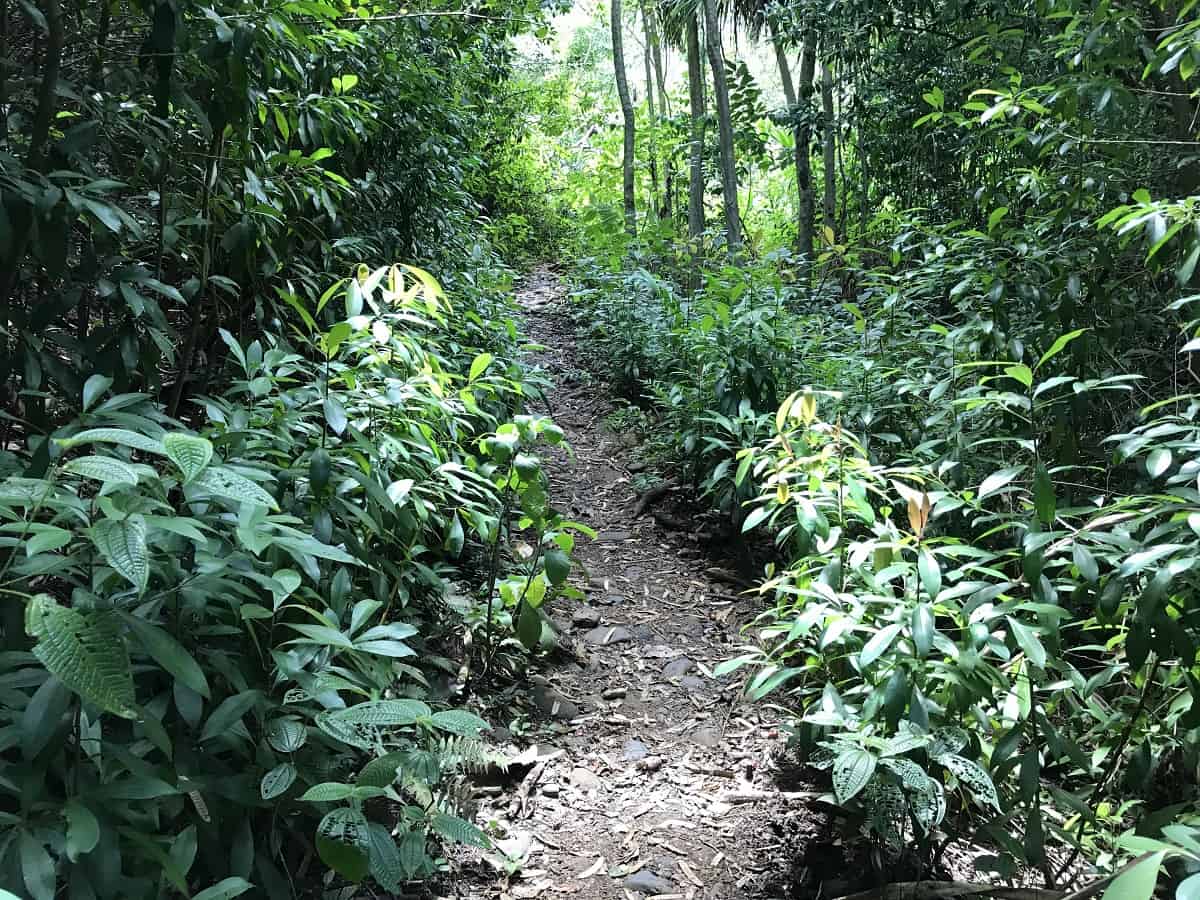 Okolehao Trail