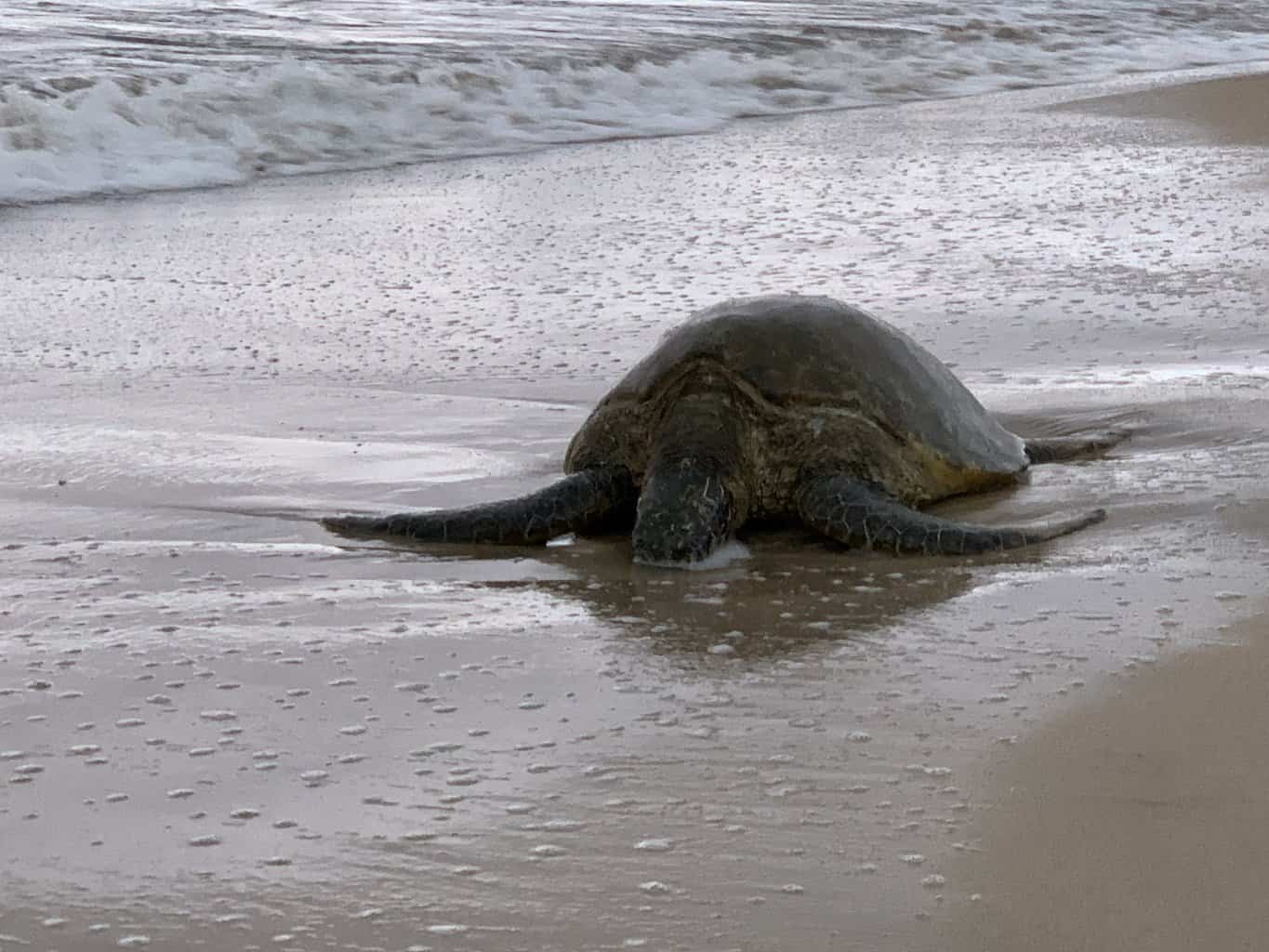 Sea Turtle at Hanalei Beach