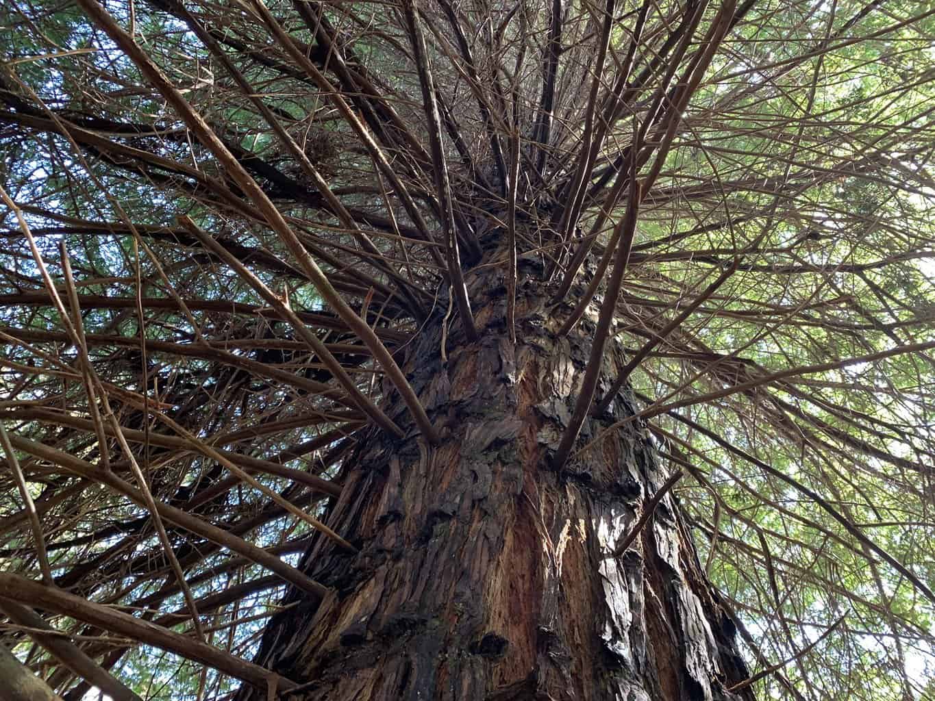Kauai Redwood Trees