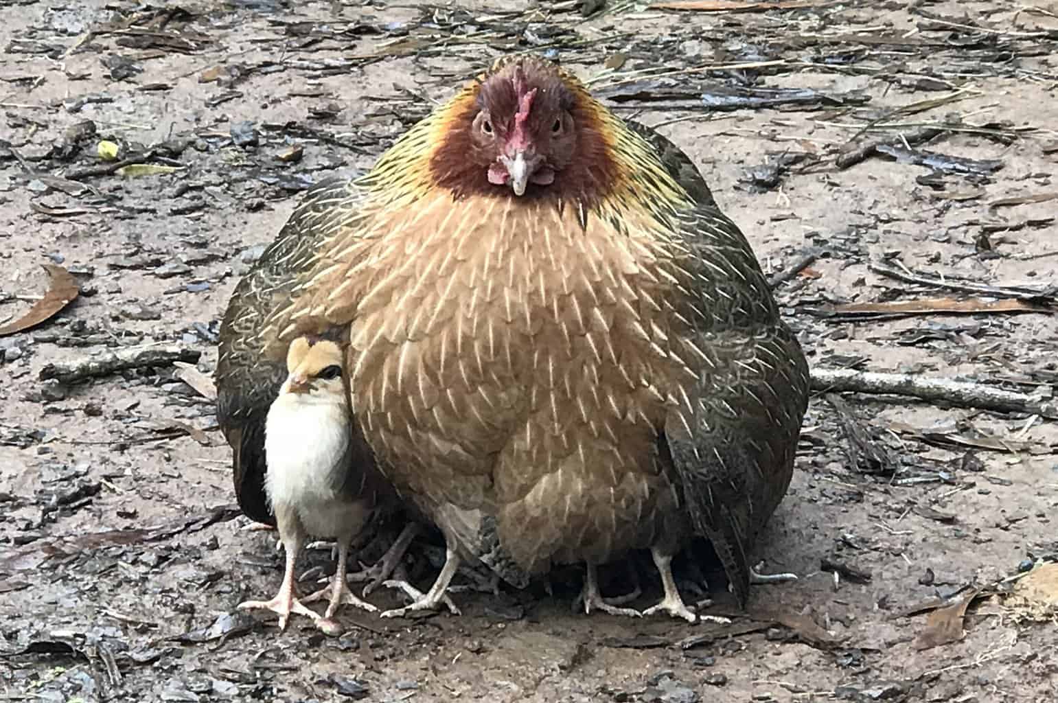 Kauai Chickens