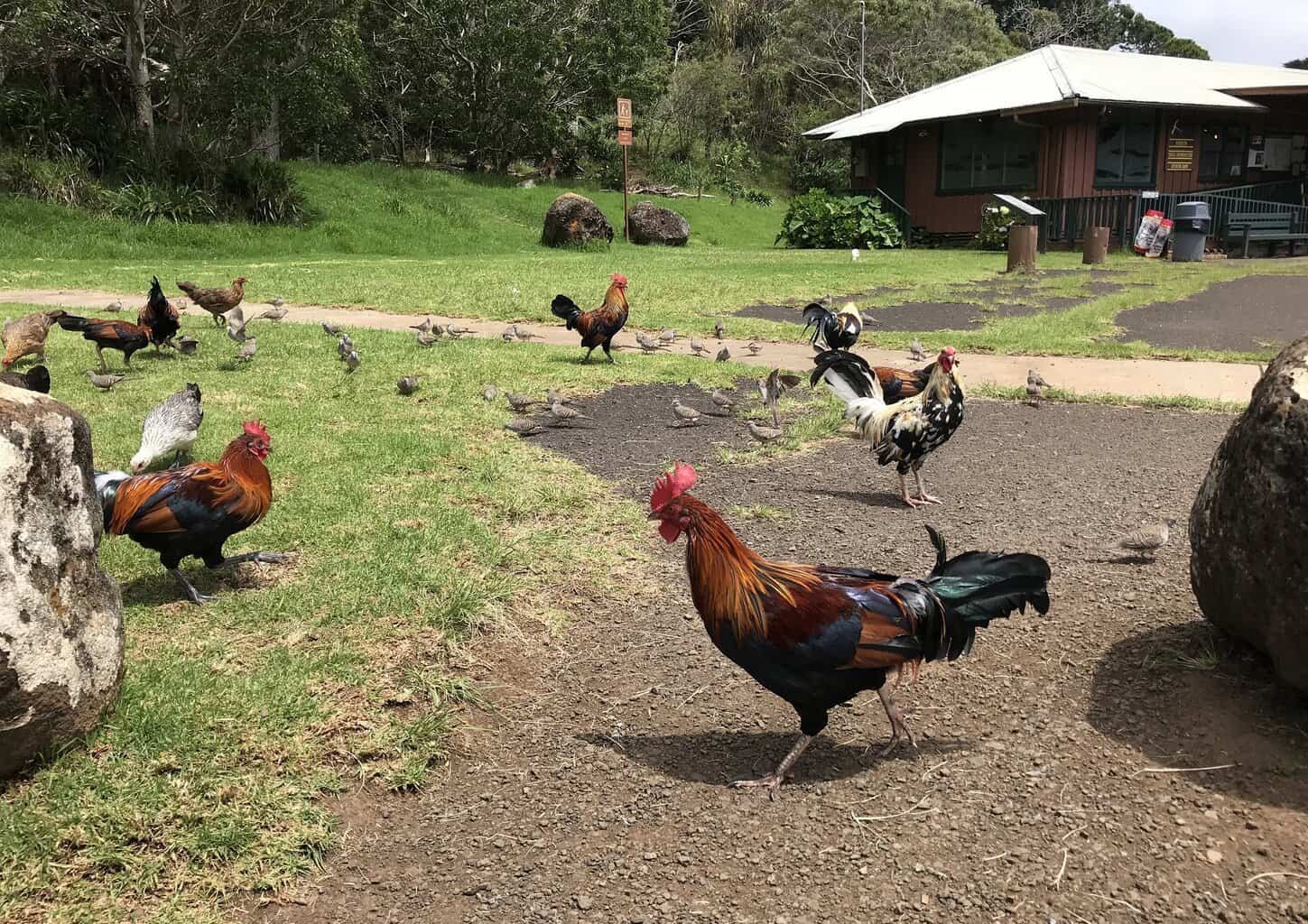 Kauai Chickens & Animals
