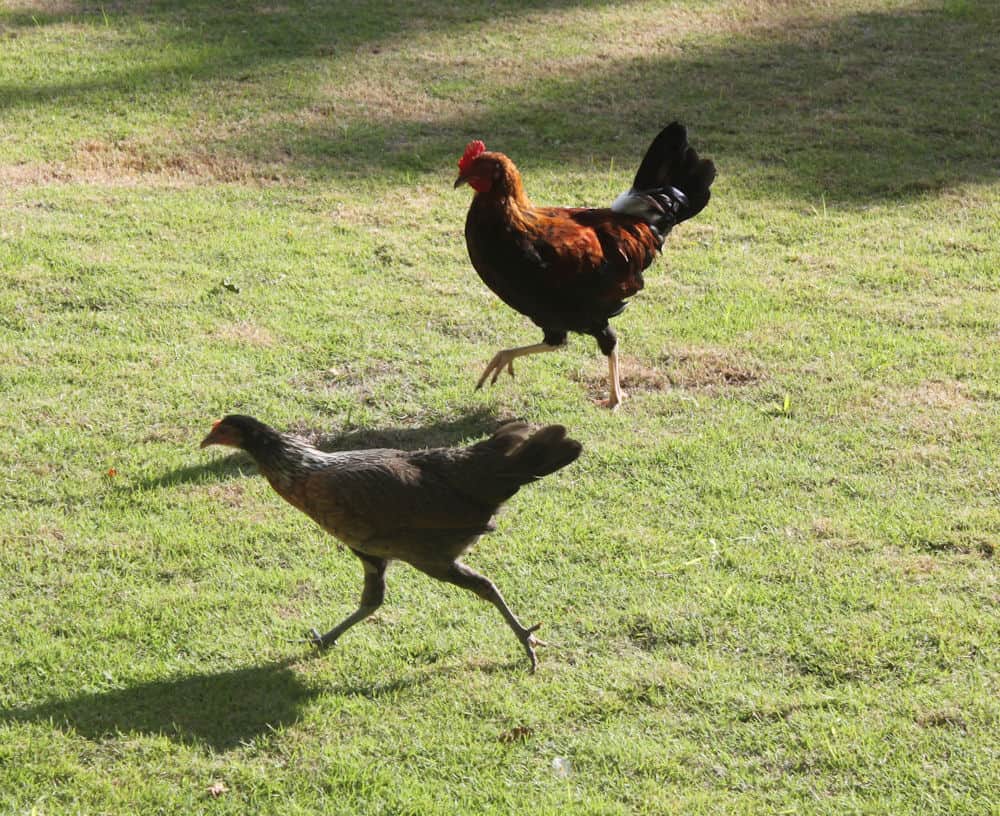 Kauai Chickens