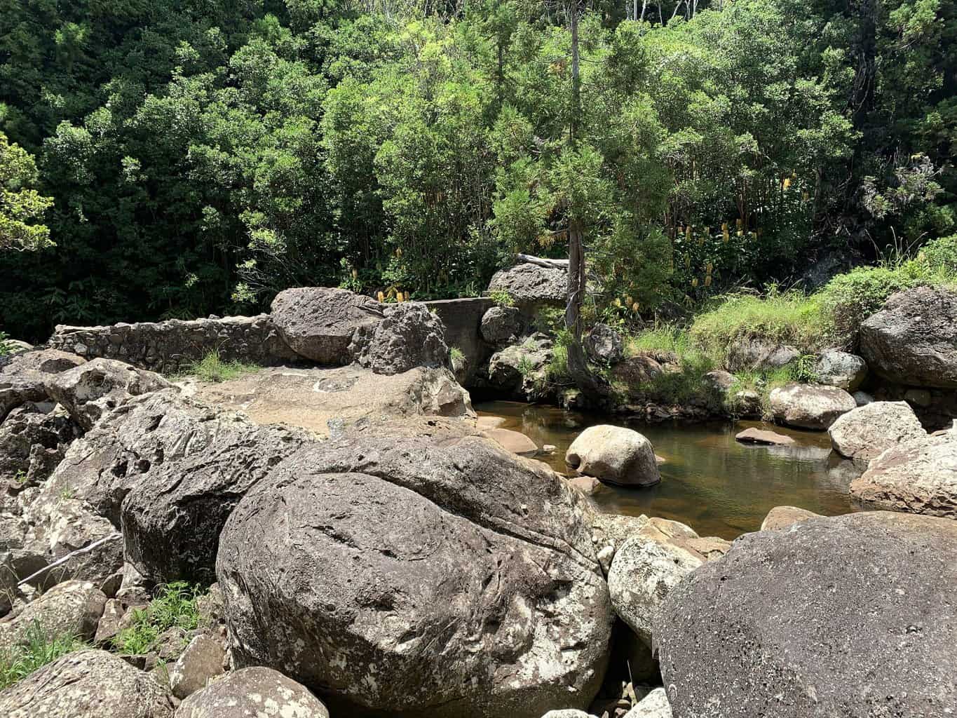 Sugi Grove Kauai