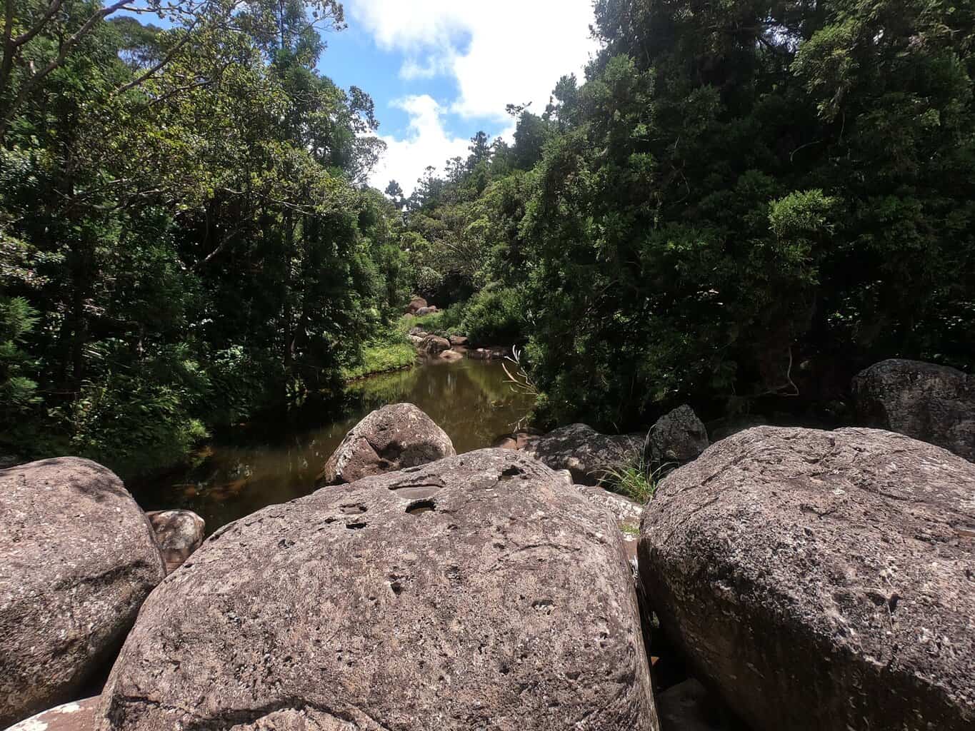 Sugi Grove Kauai