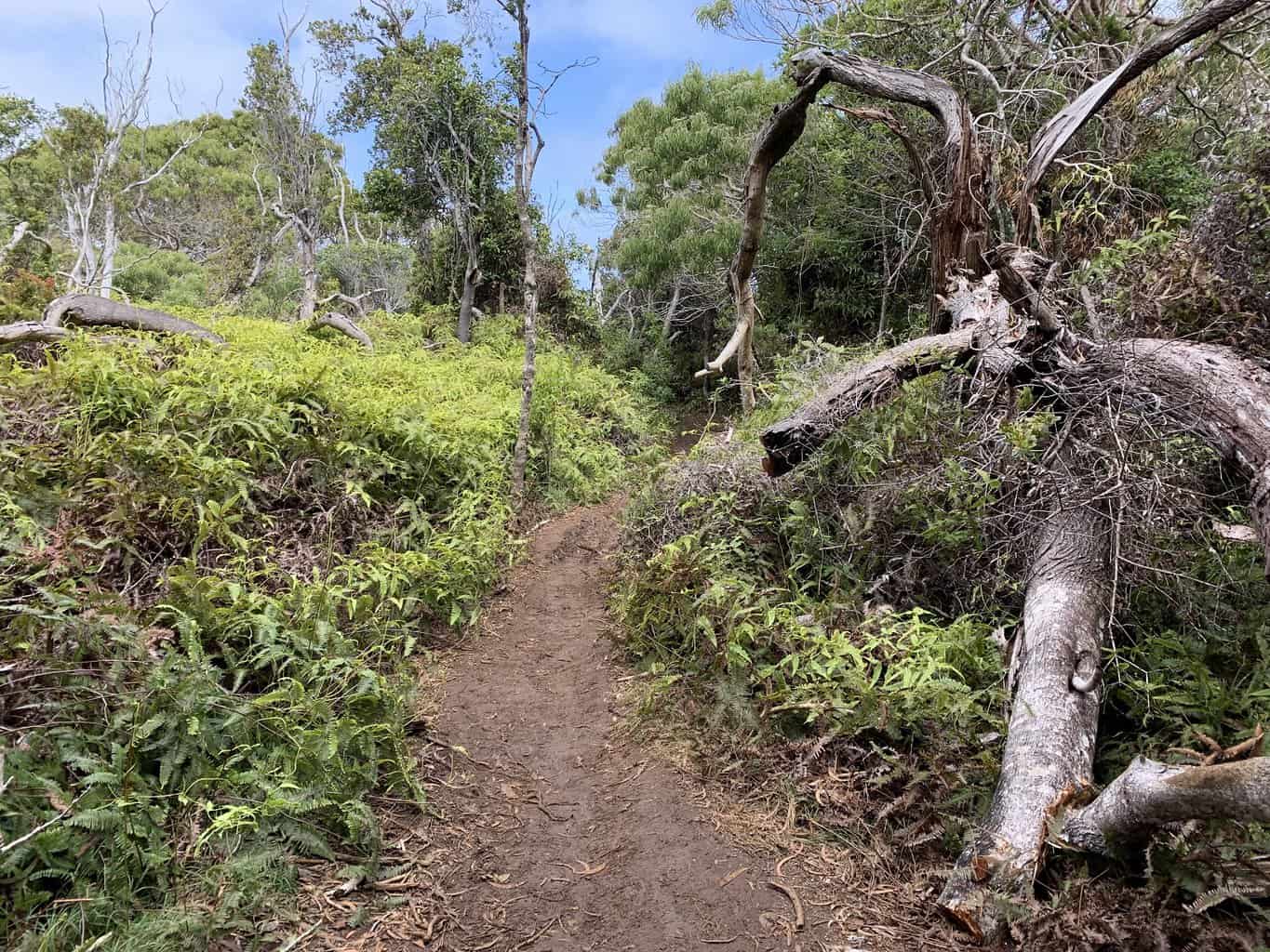 Awaawapuhi Trail
