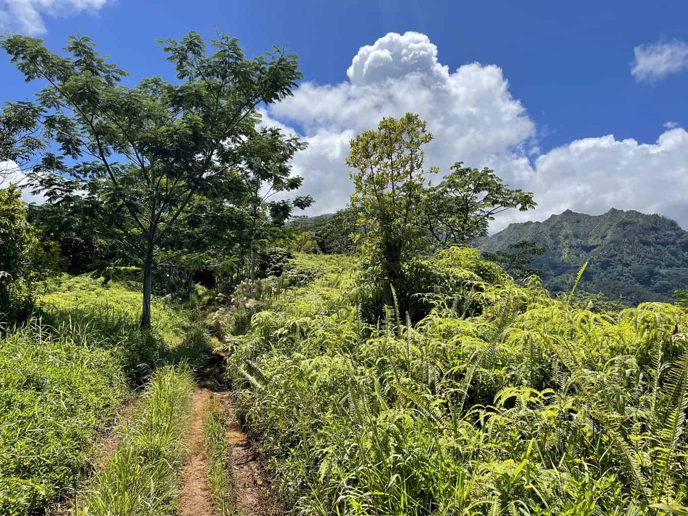 Powerline Trail Kauai