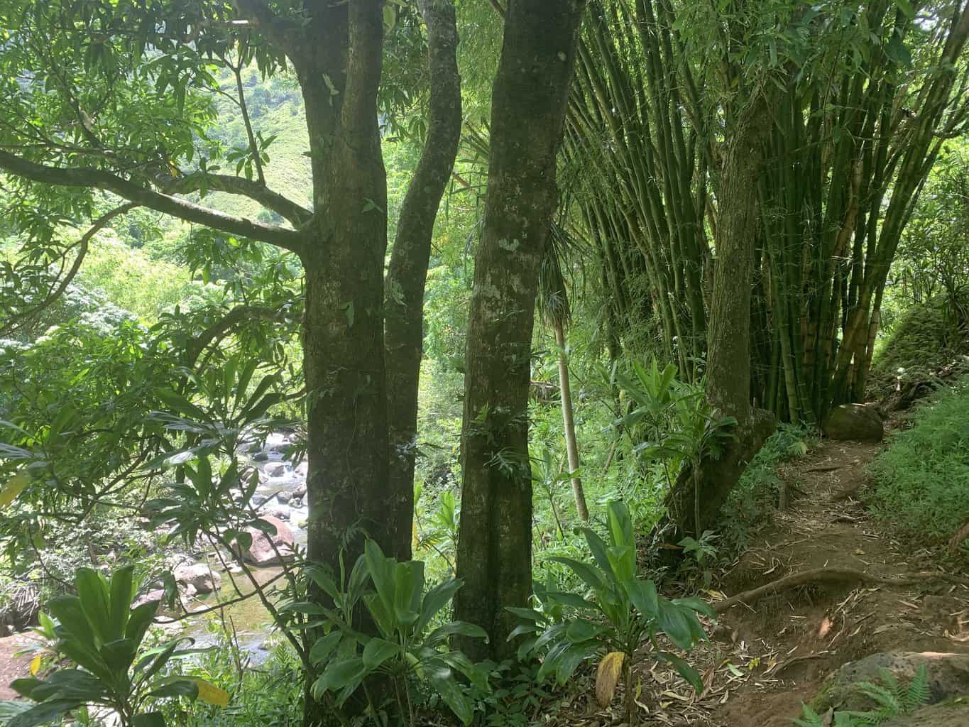 Hanakapiai Falls Trail