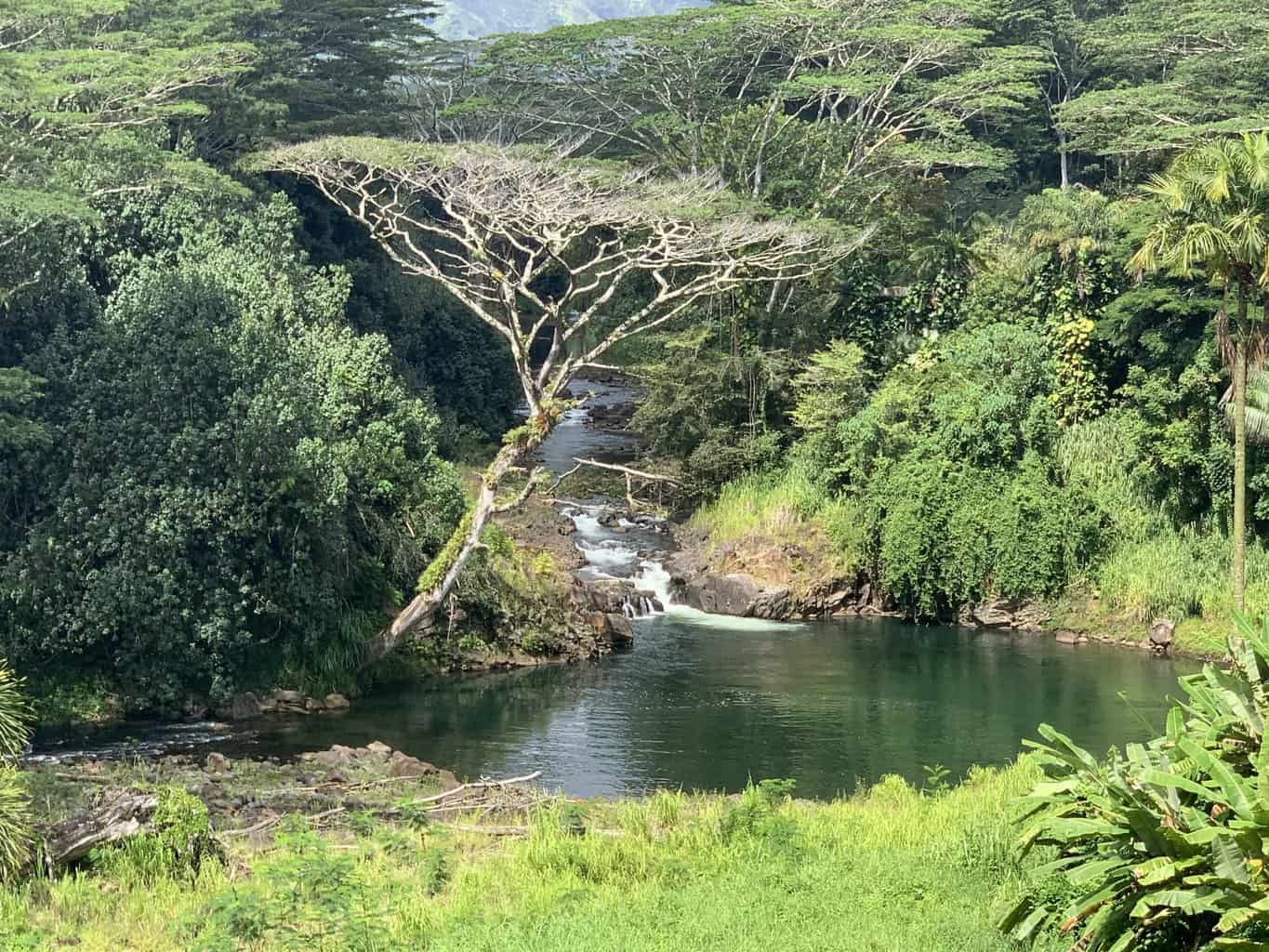 Kauai Hindu Monastery Waterfall