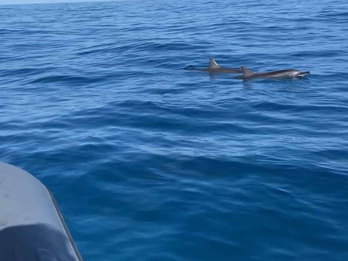 Dolphins by the boat