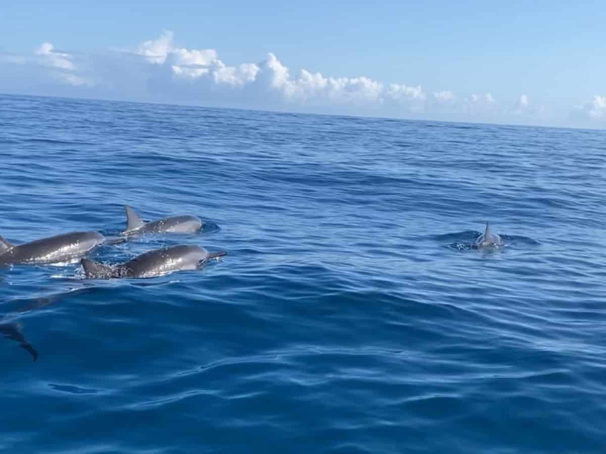 Dolphins in Capt Andys Na Pali Tour