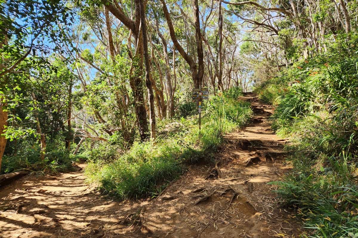 Canyon Trail to Waipo Falls Path