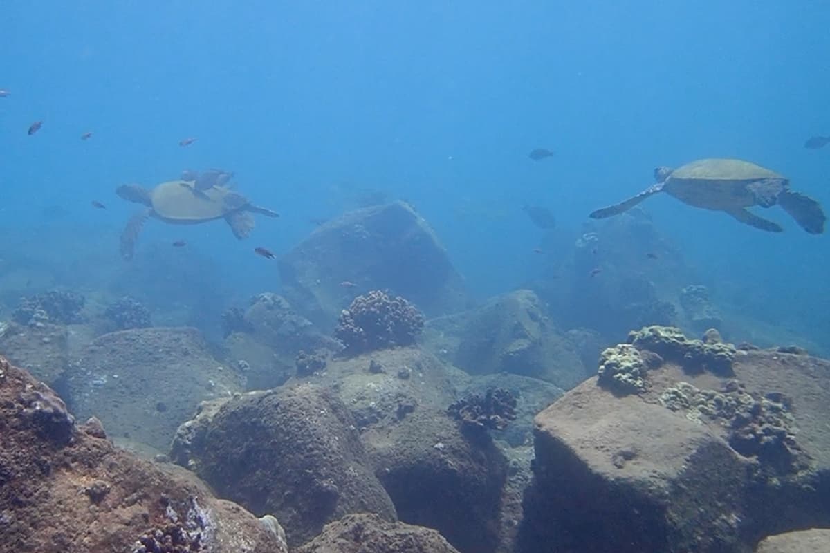 Koloa Landing sea turtles