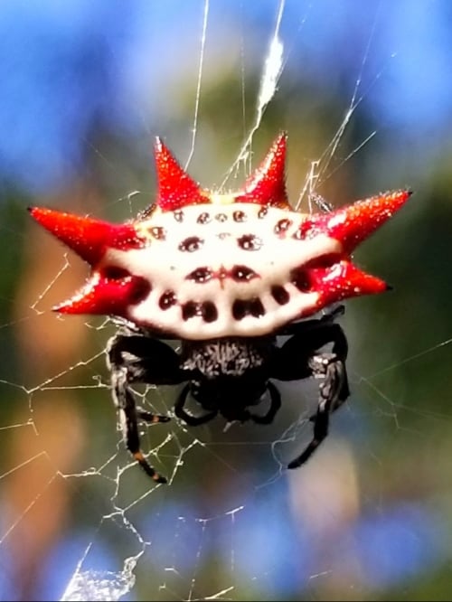 Spinyback Orb Weaver Spider