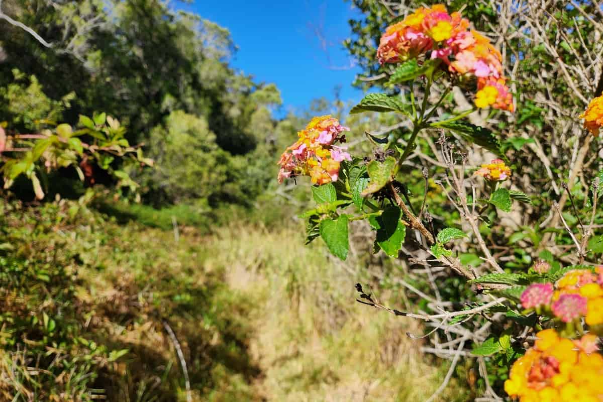 Flowers on Nualolo Trail