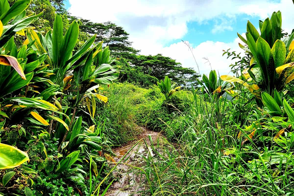 Kuilau Ridge Trail flowers path