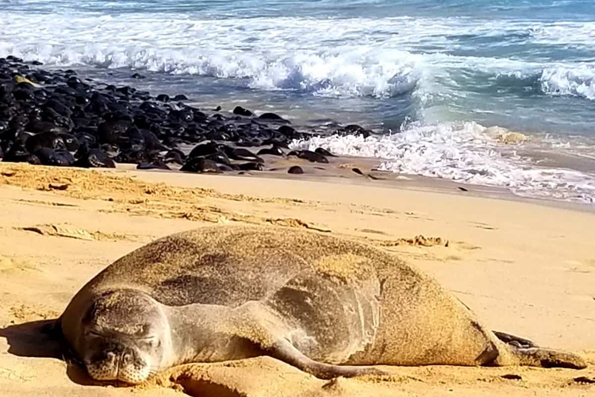 Hawaiian monk seal sleeping on Mahaulepu Heritage Trail